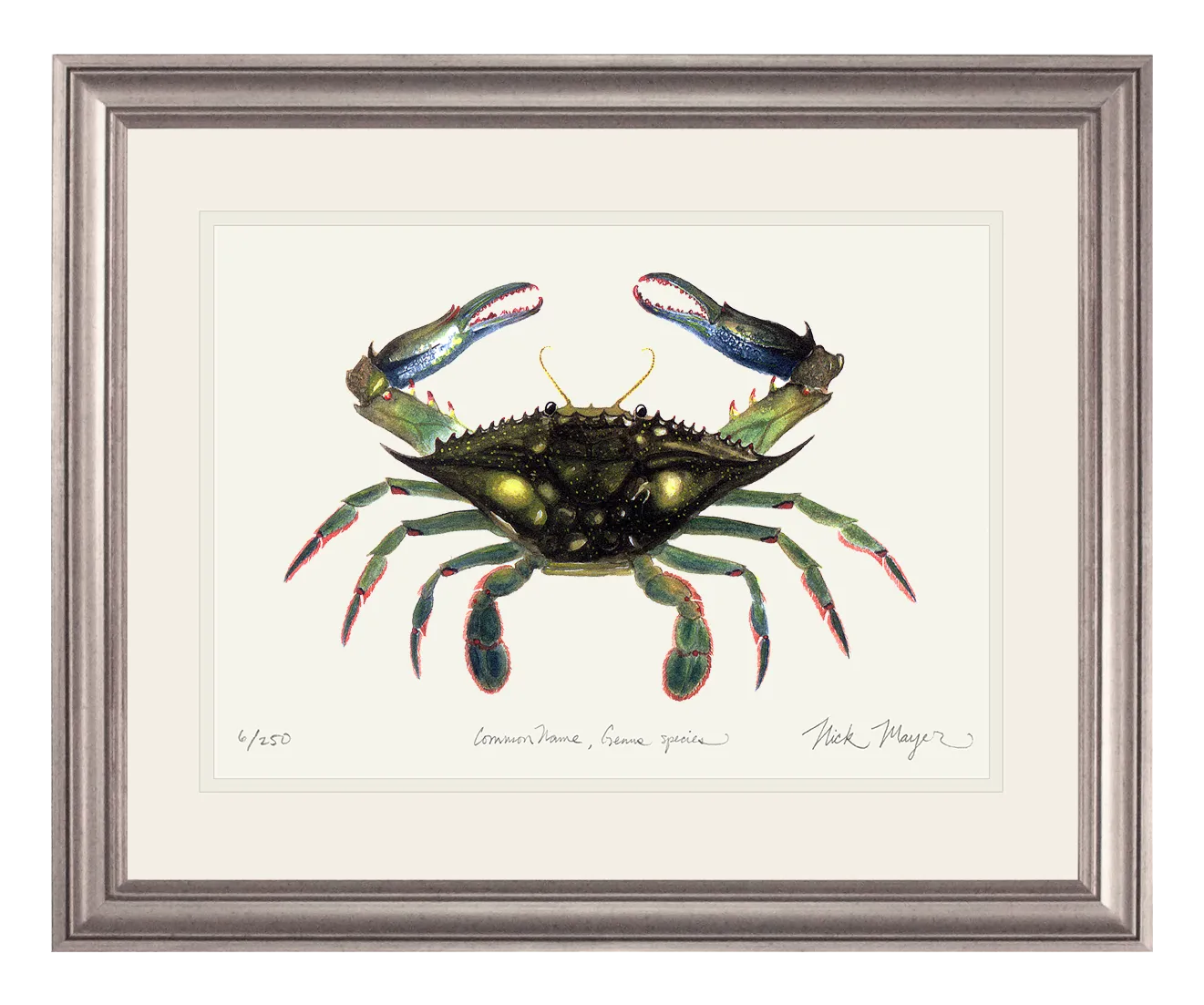 Blue Crab, Claws In Print