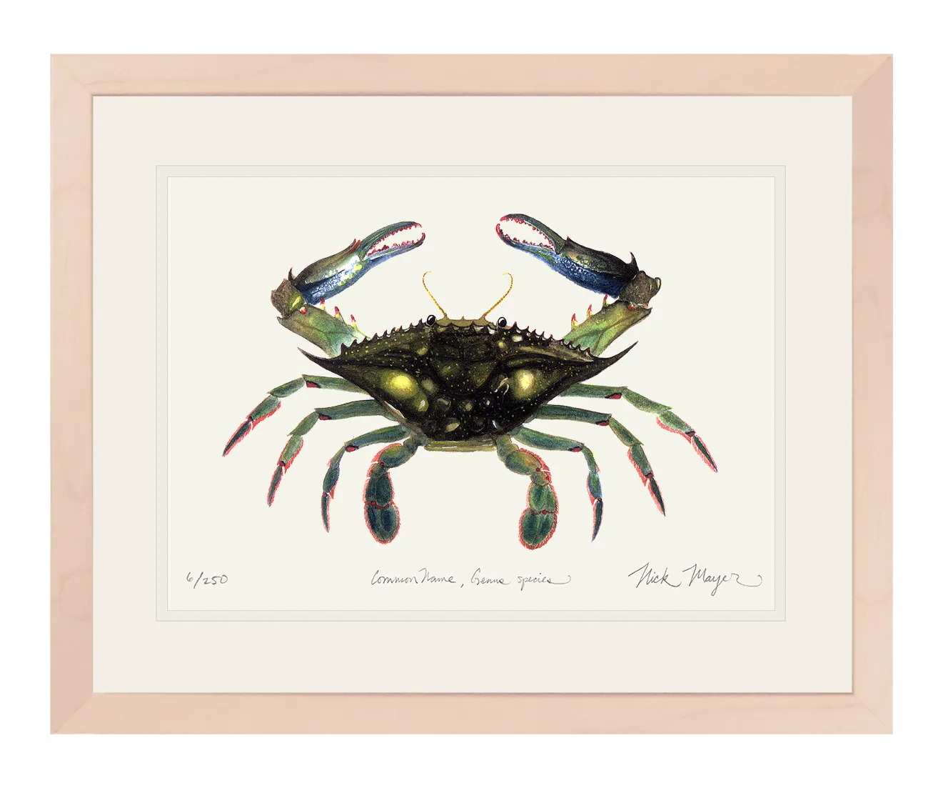 Blue Crab, Claws In Print