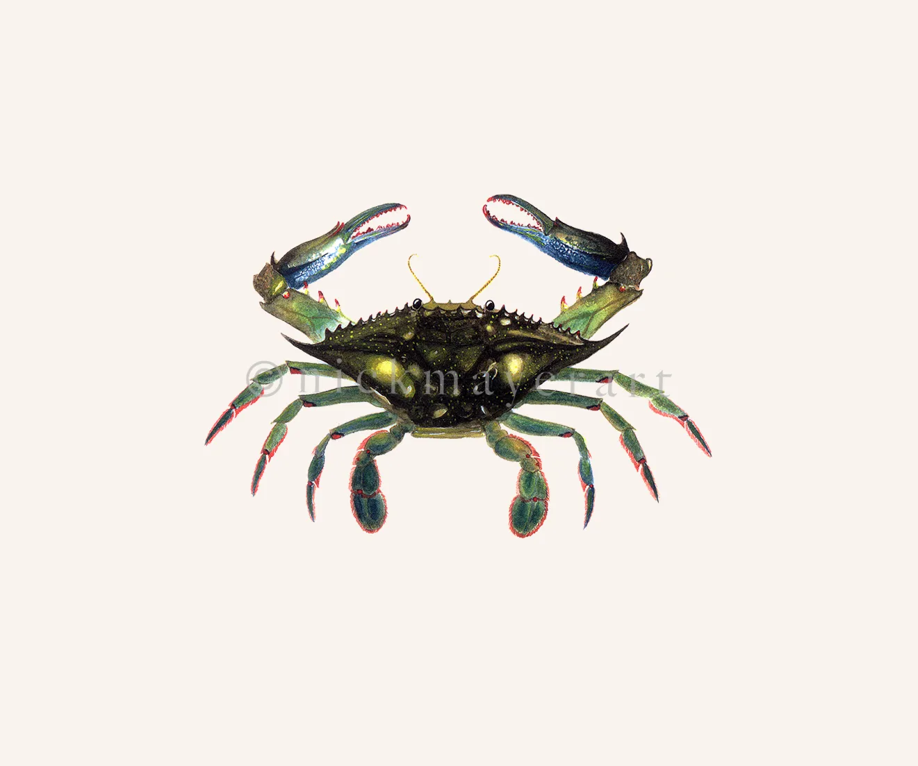 Blue Crab, Claws In Print