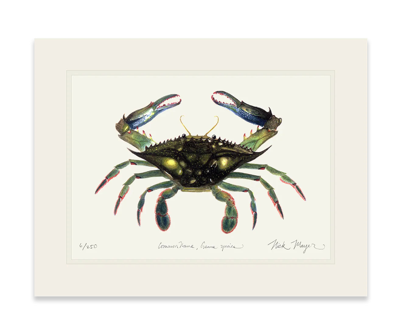 Blue Crab, Claws In Print